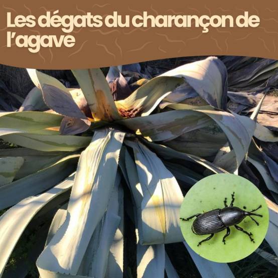 Achat Nature - achatnature - Nématodes SC contre charançon de l'agave - 25 millions - 5 plantes - Image 5