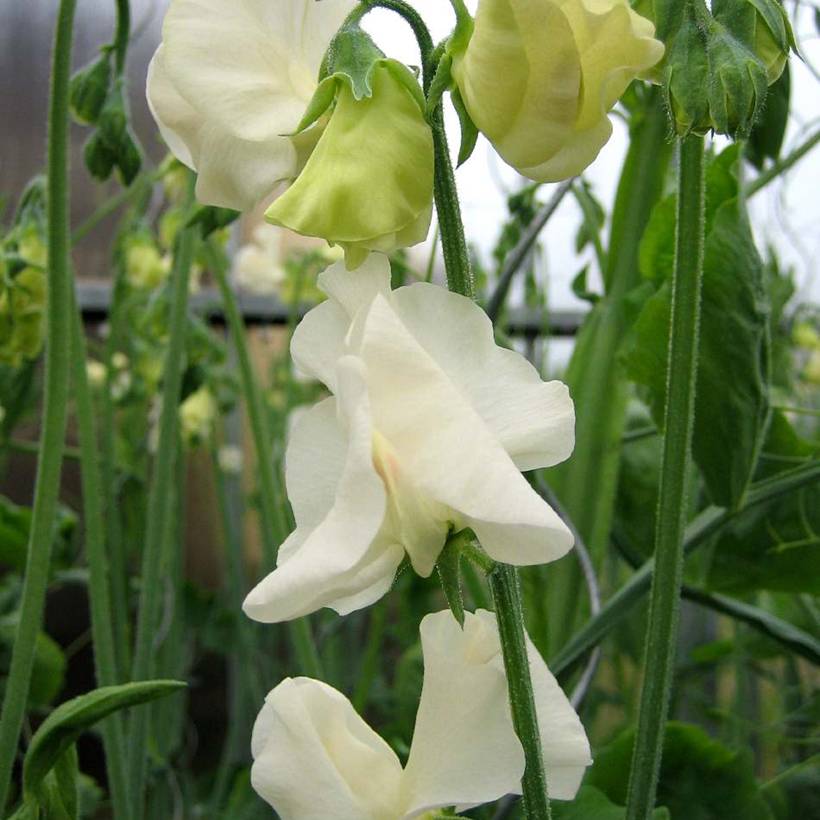 Graines de Pois de senteur Spring Sunshine Cream - Lathyrus odoratus le sachet de 20 graines environ (2g)