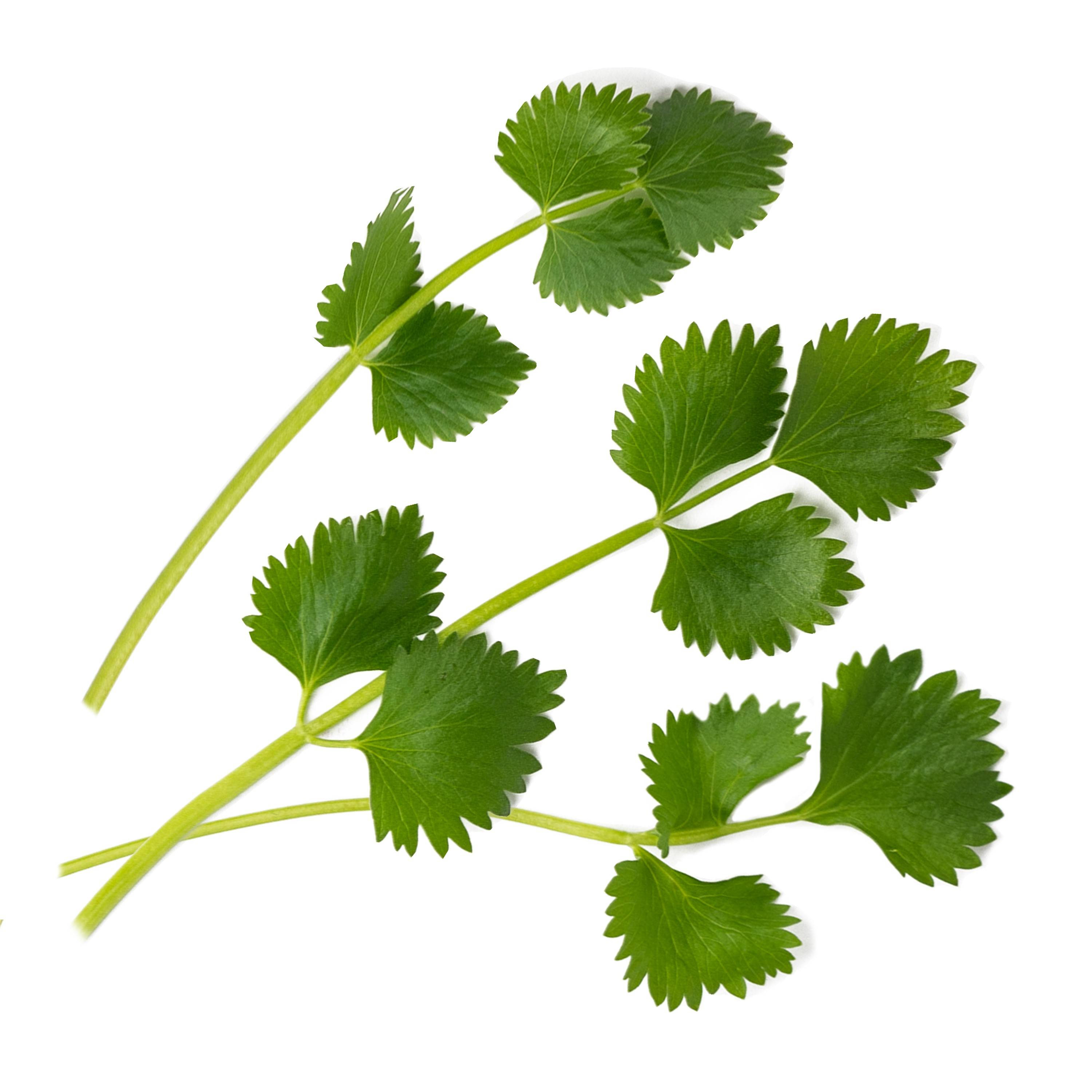 Veritable - Lingot Anis vert BIO - Recharge prête à l'emploi - Véritable - Image 2