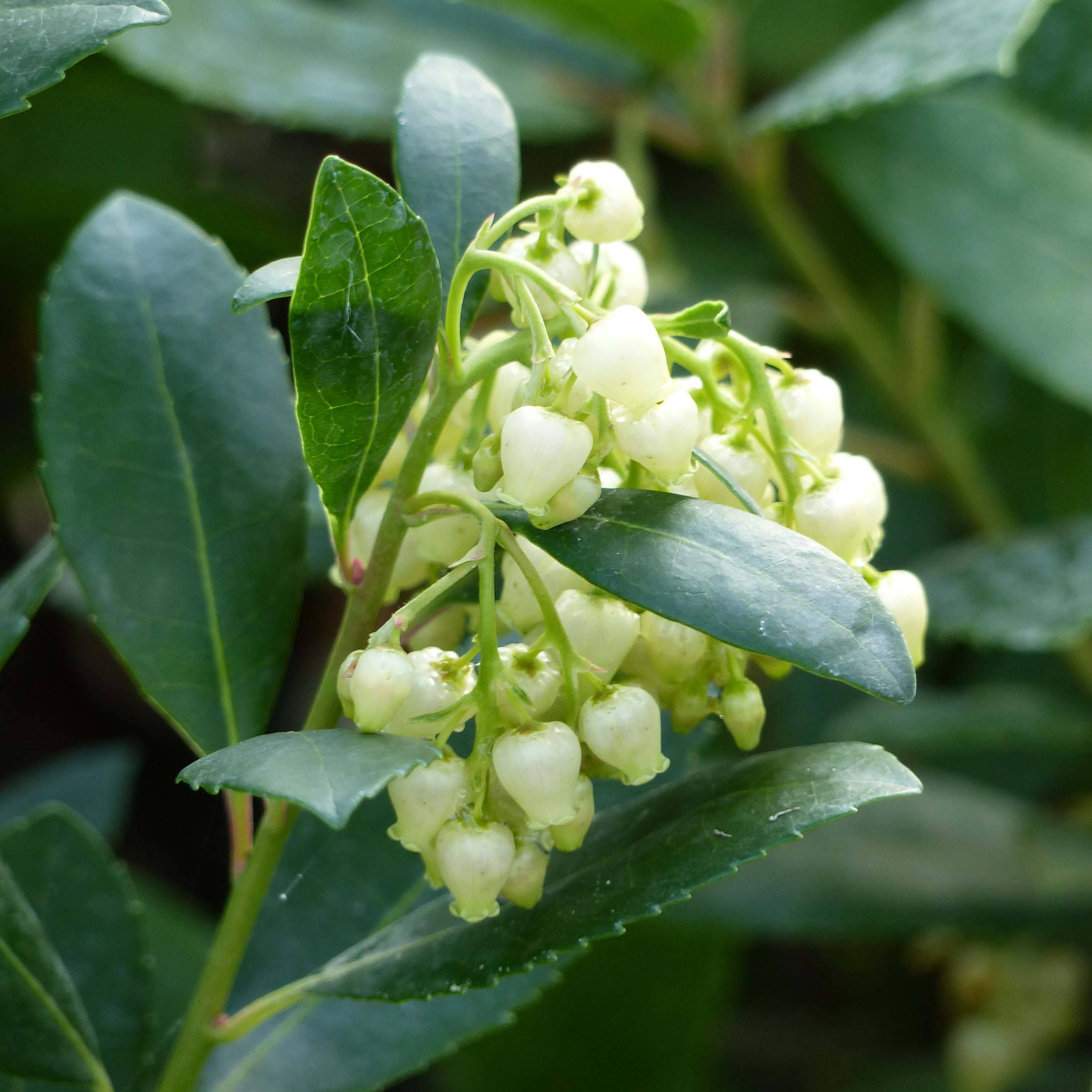 Promesse de Fleurs - Arbutus unedo Compacta - Arbousier Pot de 7,5L/10L - Image 1