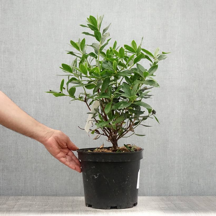 Promesse de Fleurs - Arbutus unedo Compacta - Arbousier Pot de 7,5L/10L - Image 2