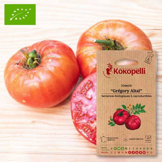 Tomate Rose Précoce Grégory Altaï- Graines bio à semer - Image 1