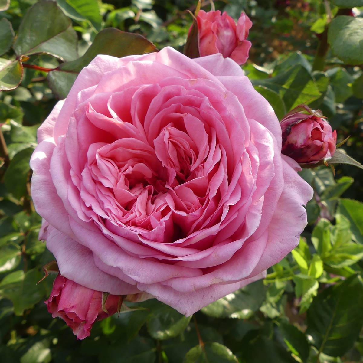 Rosier grimpant Long Island Oralinco Pot de 4L/5L