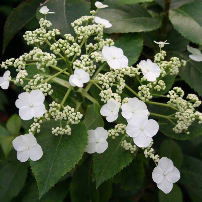 Hortensia grimpant SEMIOLA® 'inovalaur' à fleurs Blanche - feuillage Persistant - Godet - 5/20 cm-  hauteur à maturité De 1,50 m à 2,00 m - Image 1