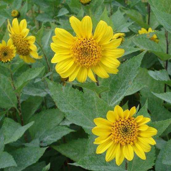 Helianthus decapetalus Capenoch Star - Soleil vivace Godet de 8/9 cm
