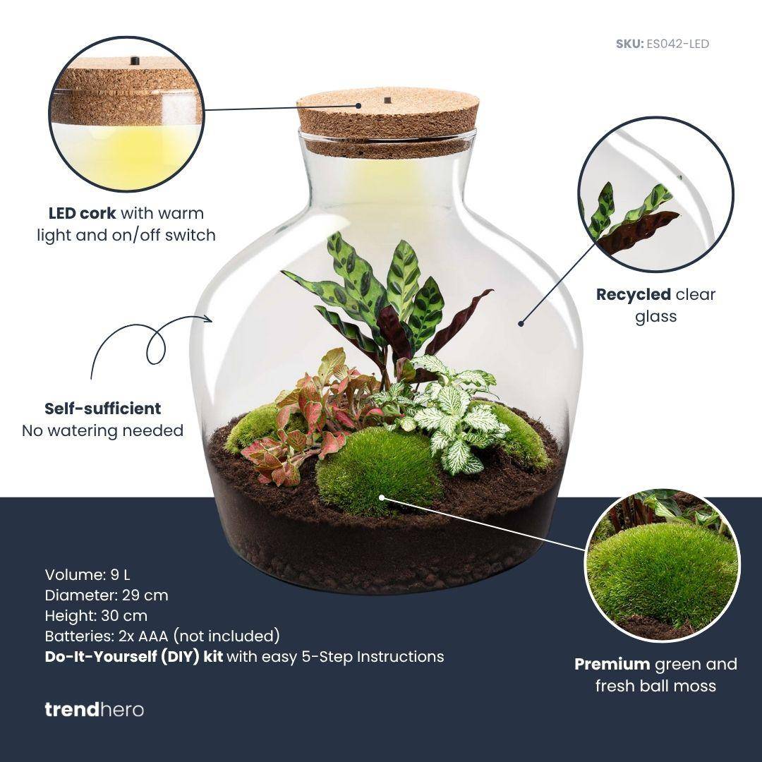 Terrarium à composer bouteille en verre recyclé - Ø29-H30cm - sans outils - Calathea Fittonia - Terrarium DIY - Image 2