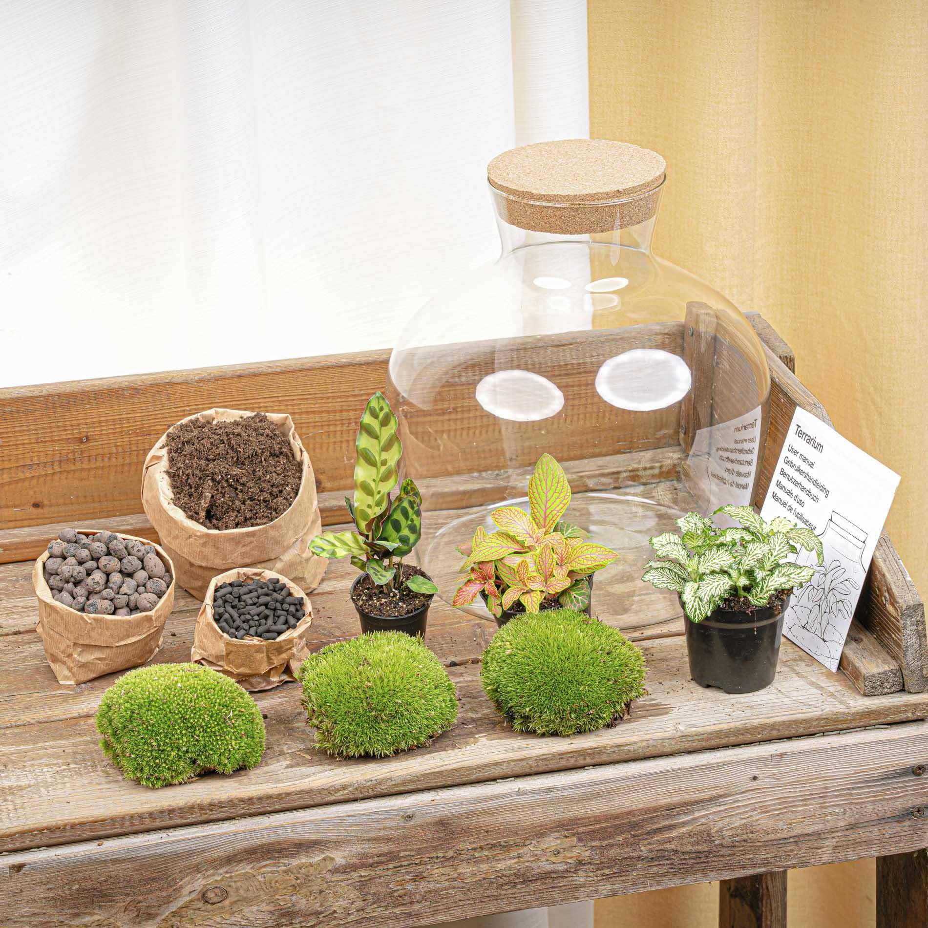 Terrarium à composer bouteille en verre recyclé - Ø29-H30cm - sans outils - Calathea Fittonia - Terrarium DIY - Image 4