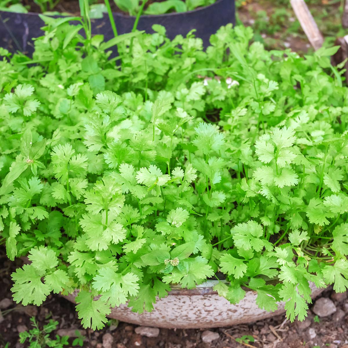 Coriandre cultivée le sachet de 120 graines environ (2g)