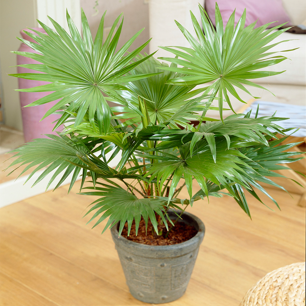 Gardenersdream - Plante D'Intérieur Décorative Livistona Palmier Tropical Cadeau Parfait Plante En Pot 12 Cm - GardenersDream - Image 1