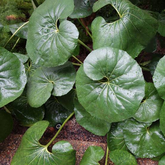Promesse de Fleurs - Farfugium japonicum Gigantea - Plante Panthère géante. Pot de 3L/4L