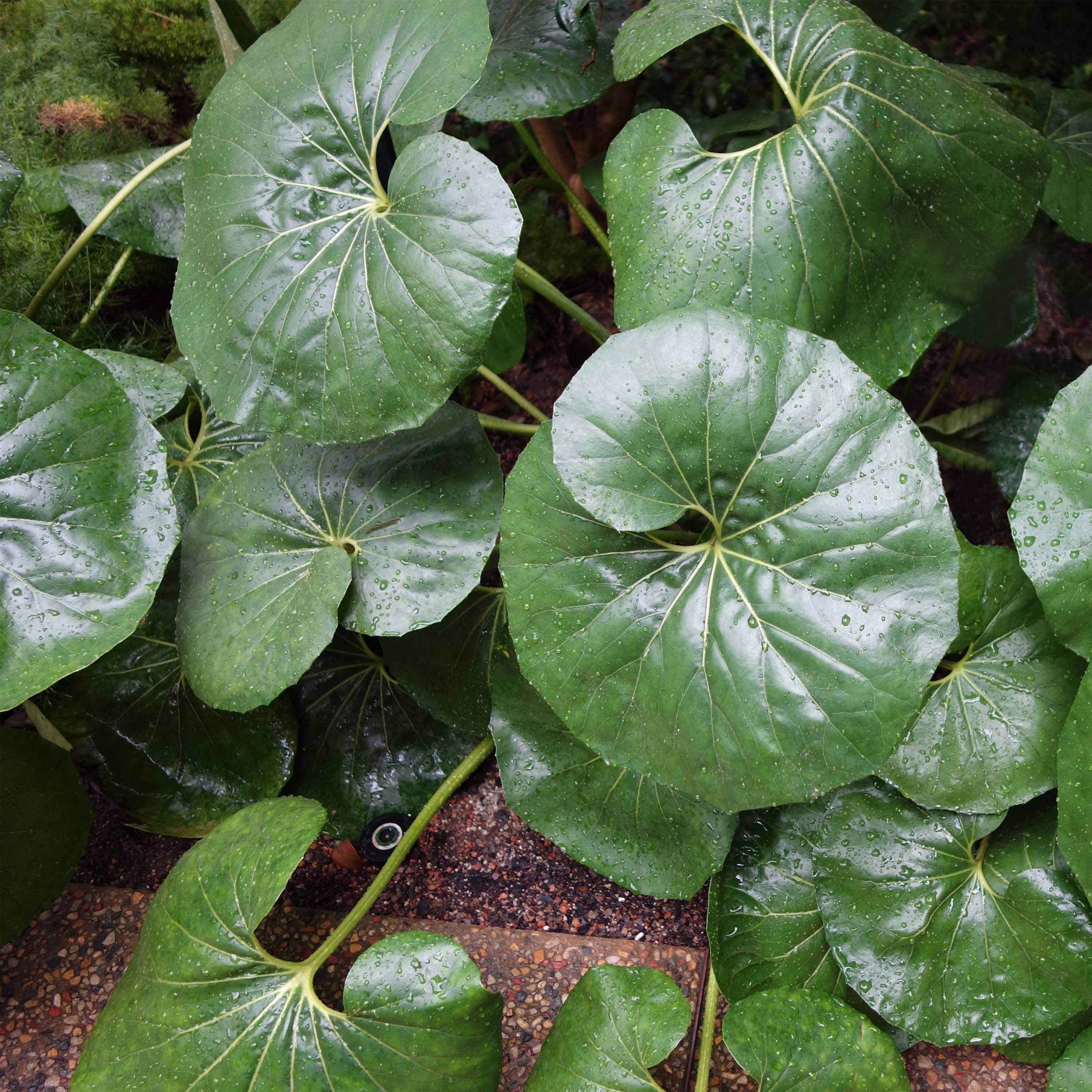 Farfugium japonicum Gigantea - Plante Panthère géante. Pot de 3L/4L