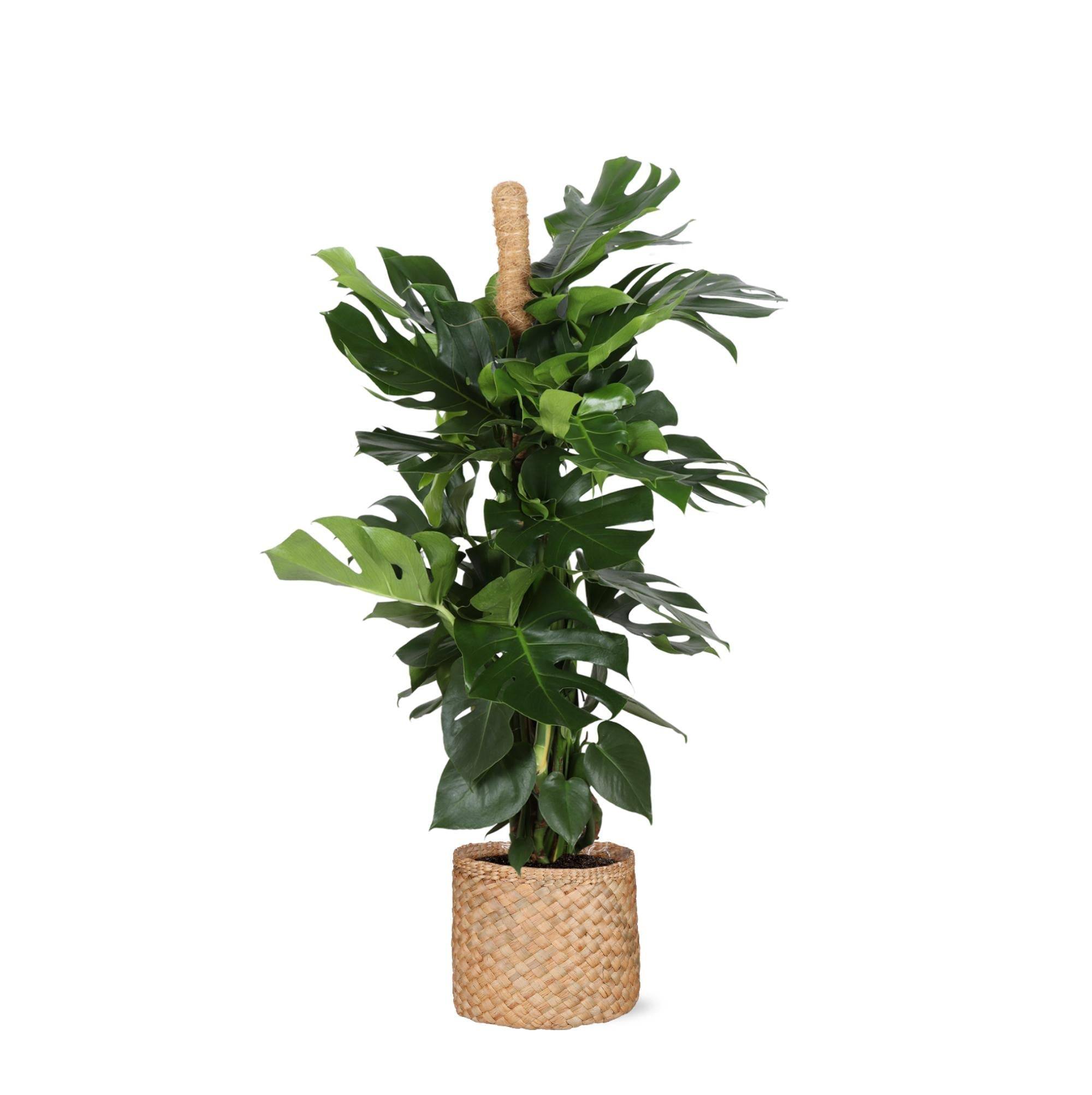 Monstera Deliciosa et son pot- La Green Touch Panier Naturel - Hauteur 150cm