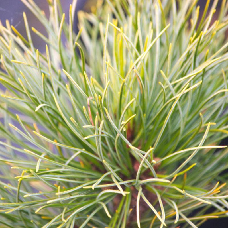 Pin cembro nain Compacta Glauca, Pinus - Pot de 5L - 40/60 cm - Image 1