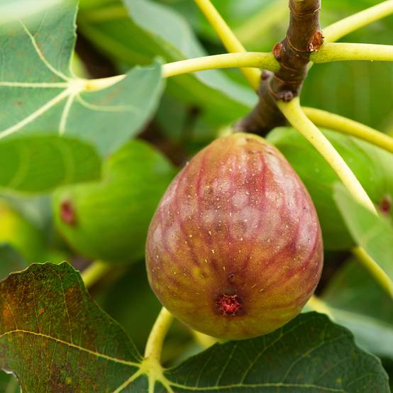 Figuier Terza - Ficus carica Pot de 4L/5L, Buisson, Ramifié