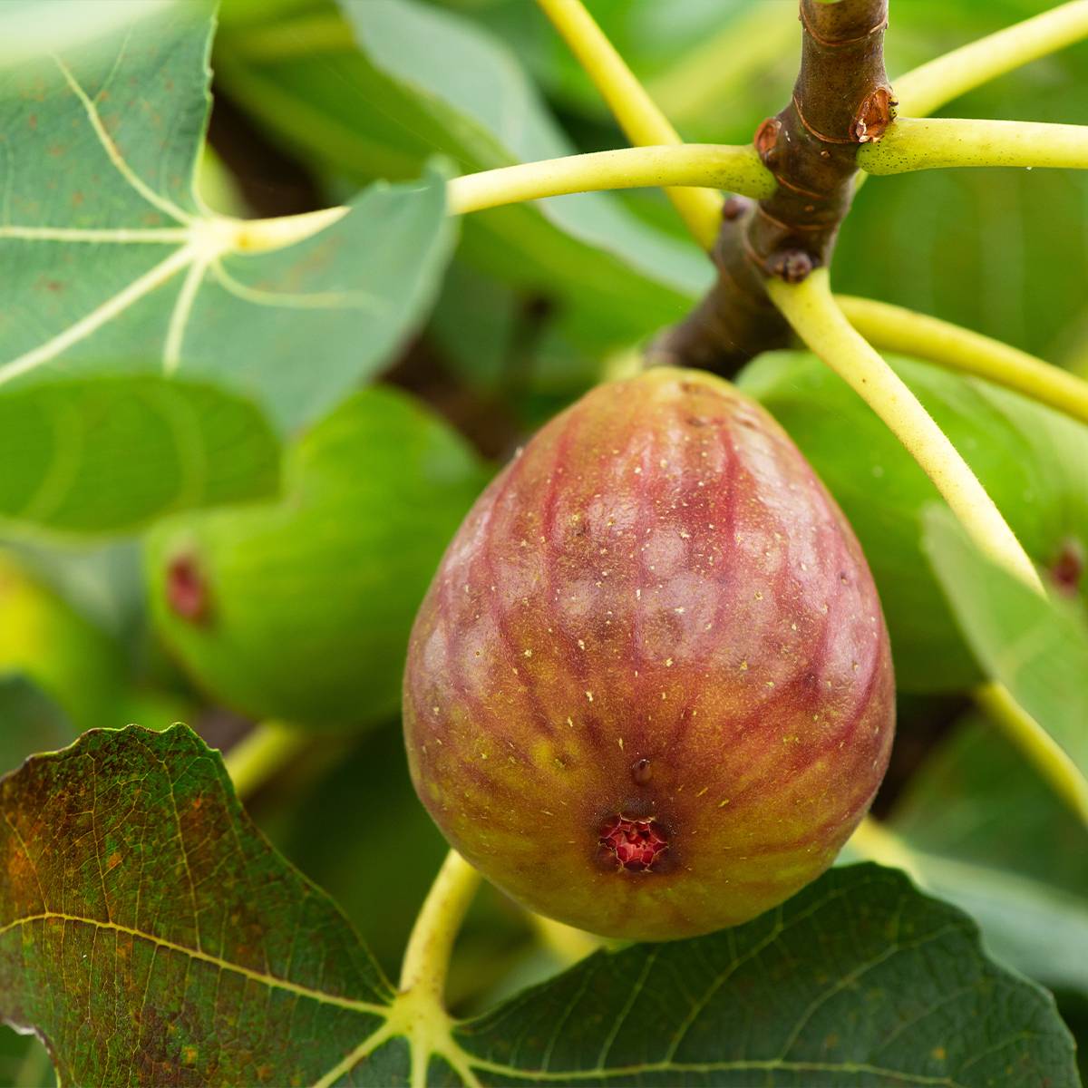 Figuier Terza - Ficus carica Pot de 4L/5L, Buisson, Ramifié