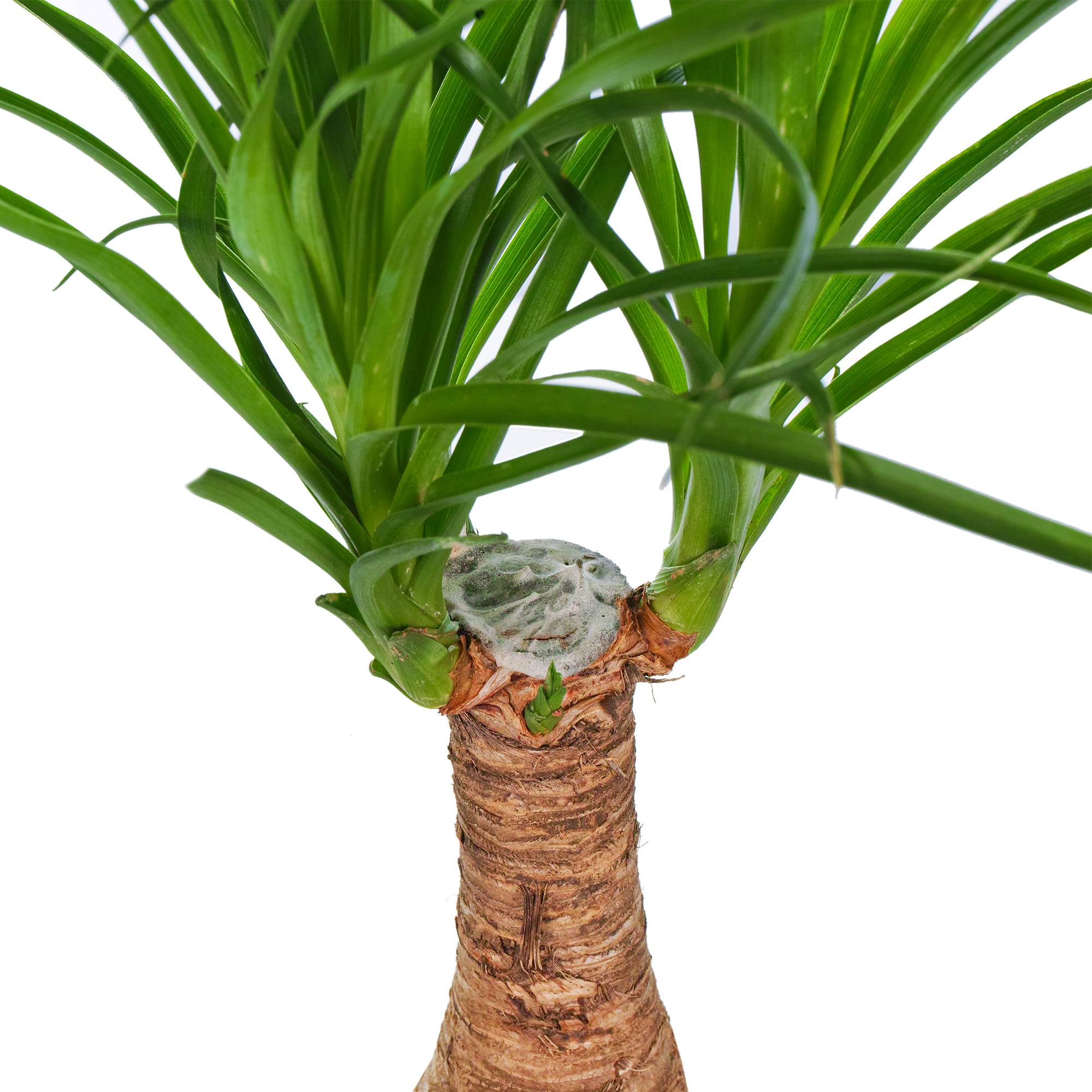 Gardenersdream - 1 Plante Pied D’Éléphant Beaucarnea Recurvarta À Feuilles Persistantes (40-50 Cm Pot Inclus) - GardenersDream - Image 3