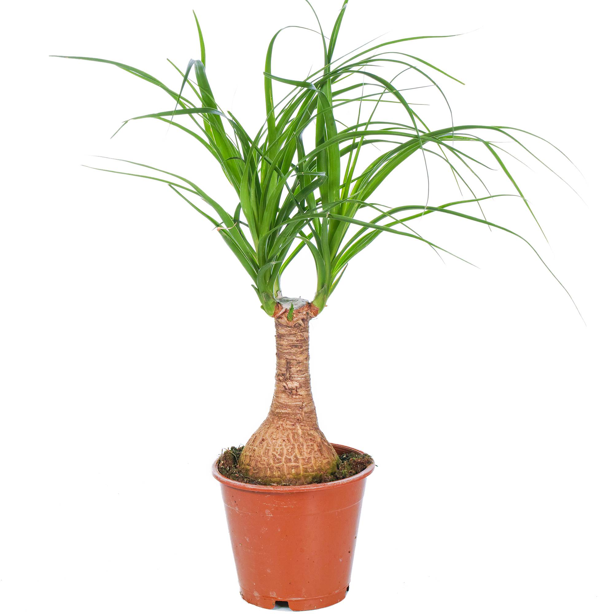 Gardenersdream - 1 Plante Pied D’Éléphant Beaucarnea Recurvarta À Feuilles Persistantes (40-50 Cm Pot Inclus) - GardenersDream - Image 2