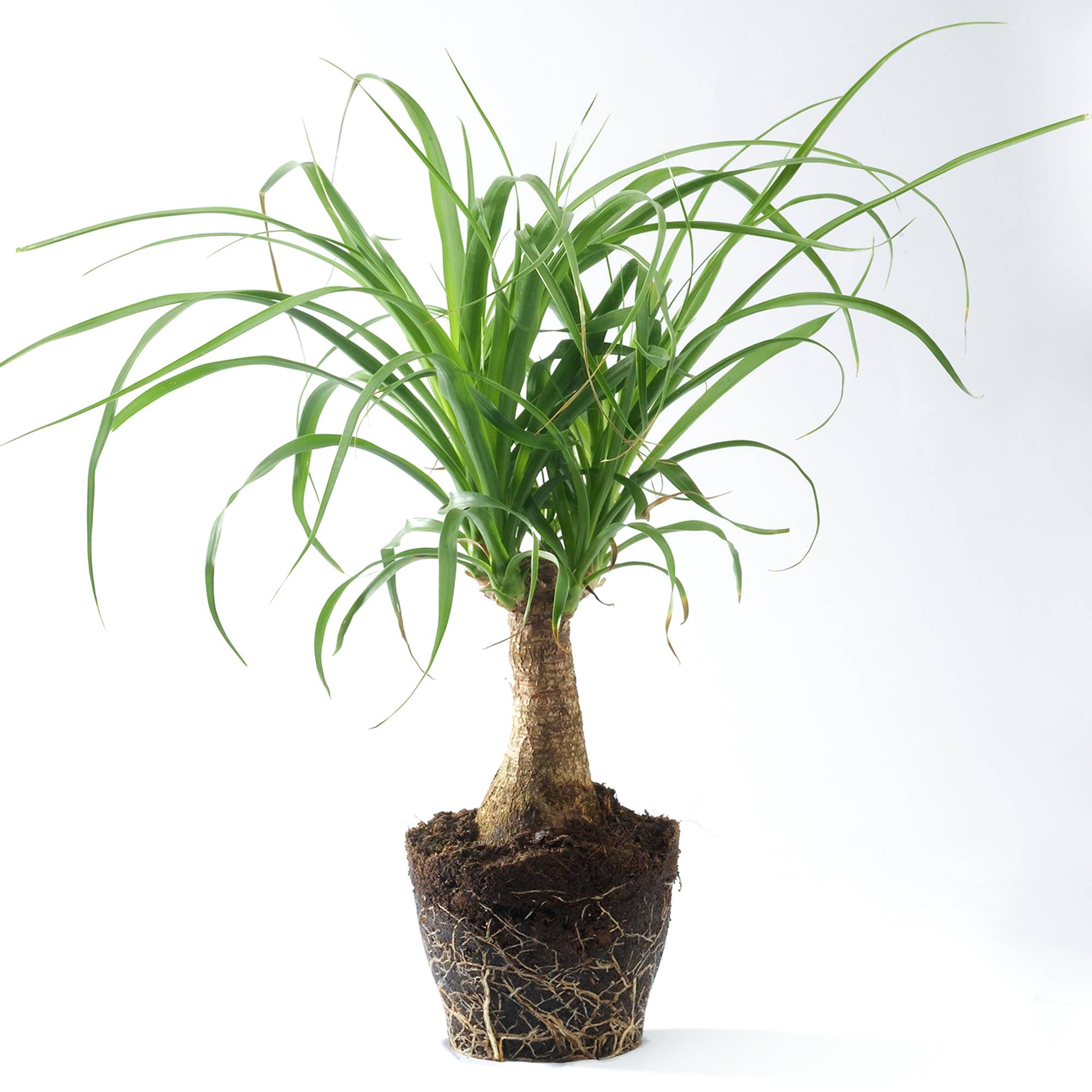 Gardenersdream - 1 Plante Pied D’Éléphant Beaucarnea Recurvarta À Feuilles Persistantes (40-50 Cm Pot Inclus) - GardenersDream - Image 1