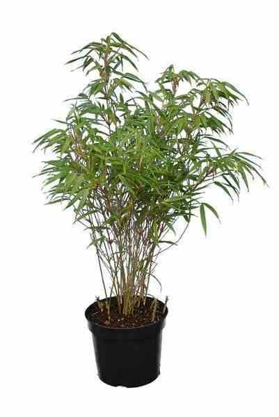 Sans Marque - Fargesia "Rufa" (Bambou non traçant) Taille:Pot 2 Litres - 30/50cm - 4/7 cannes - Image 1