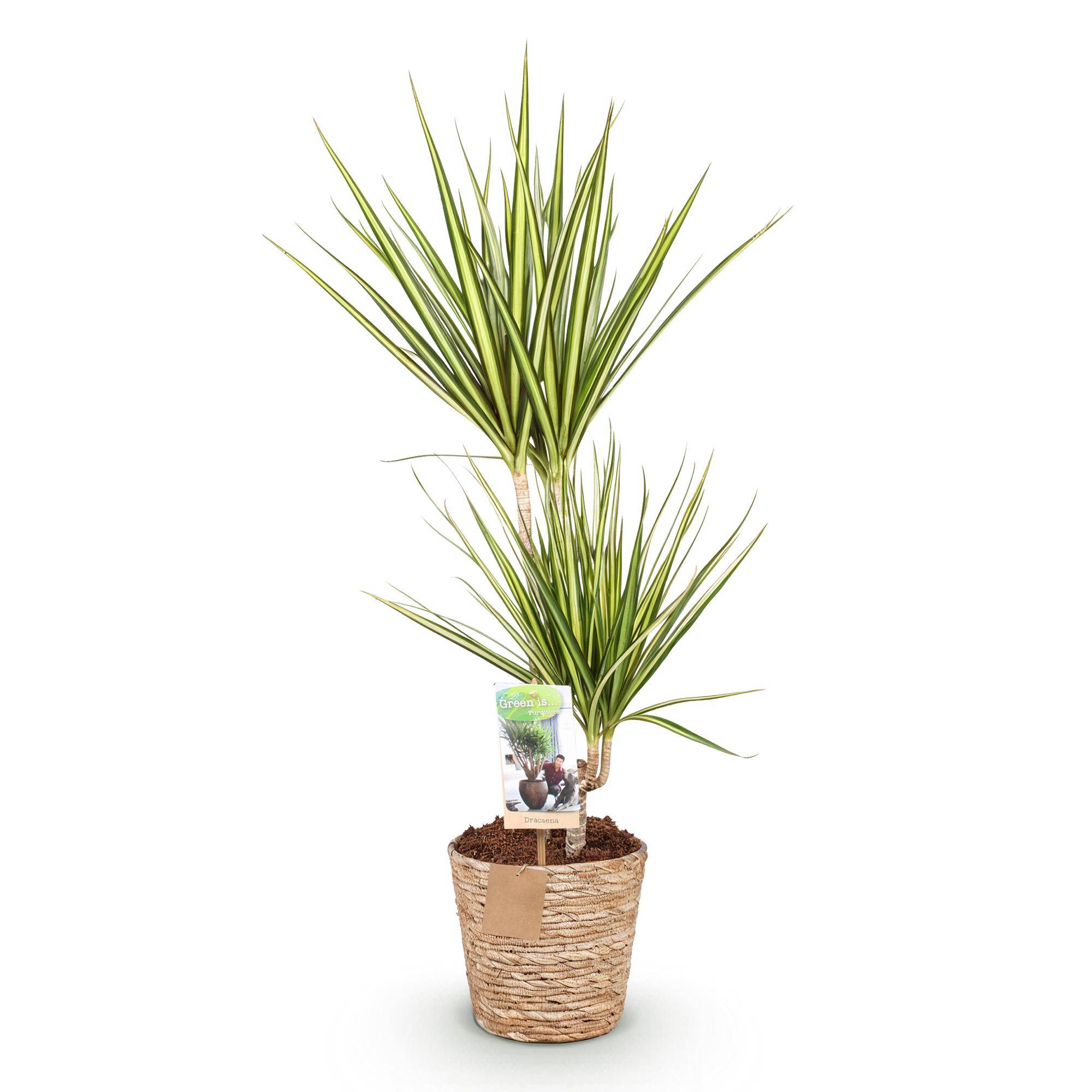 Dracaena Sunray - Pot de 17cm - Plantes d'intérieur - Image 2