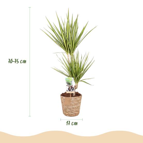 Dracaena Sunray - Pot de 17cm - Plantes d'intérieur - Image 3
