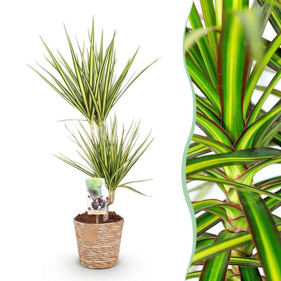 Dracaena Sunray - Pot de 17cm - Plantes d'intérieur - Image 1