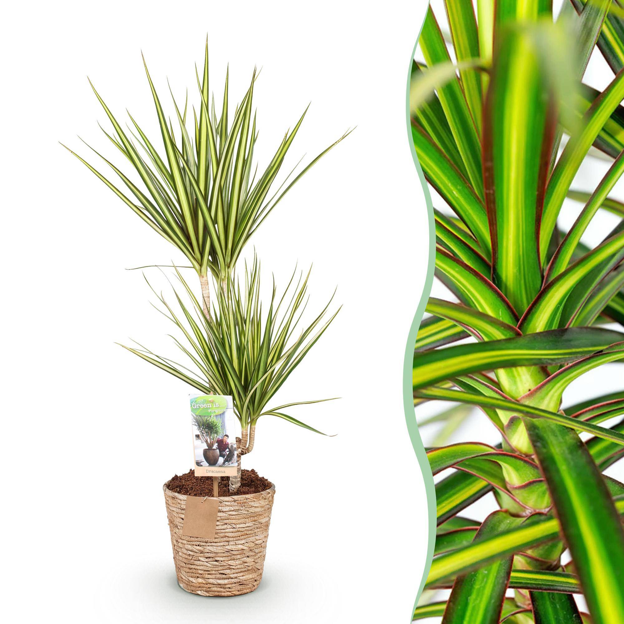 Dracaena Sunray - Pot de 17cm - Plantes d'intérieur - Image 1