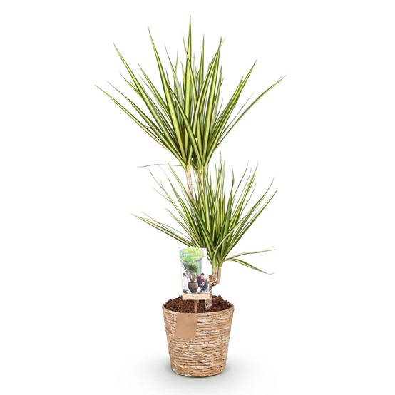 Dracaena Sunray - Pot de 17cm - Plantes d'intérieur - Image 7