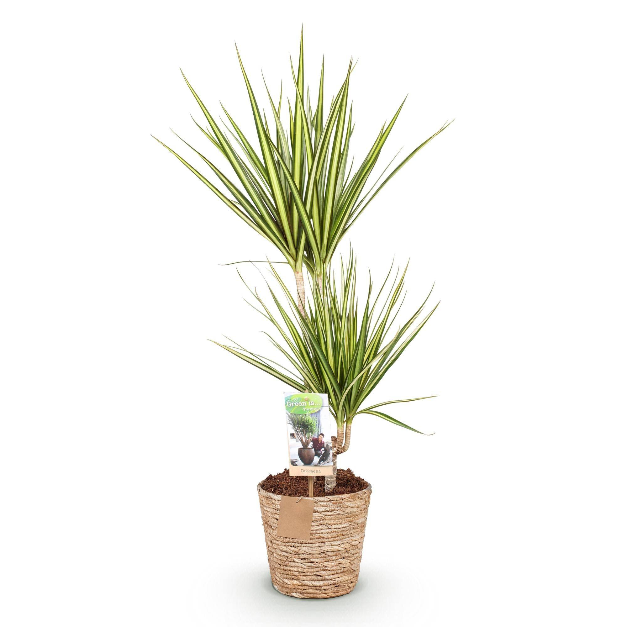 Dracaena Sunray - Pot de 17cm - Plantes d'intérieur - Image 7