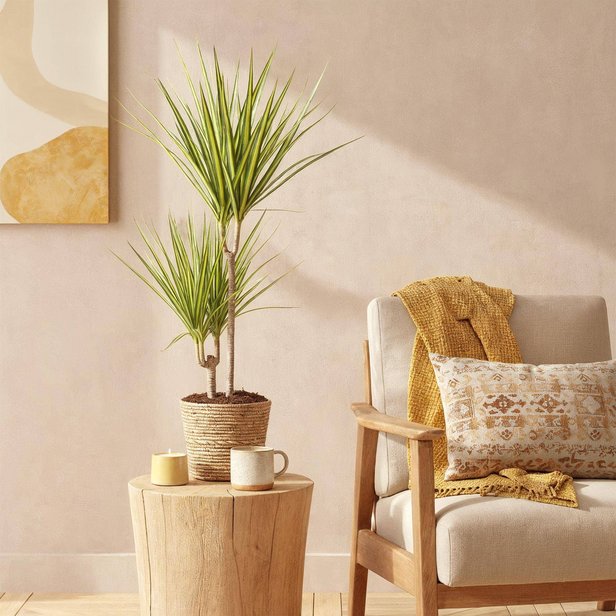 Dracaena Sunray - Pot de 17cm - Plantes d'intérieur - Image 4