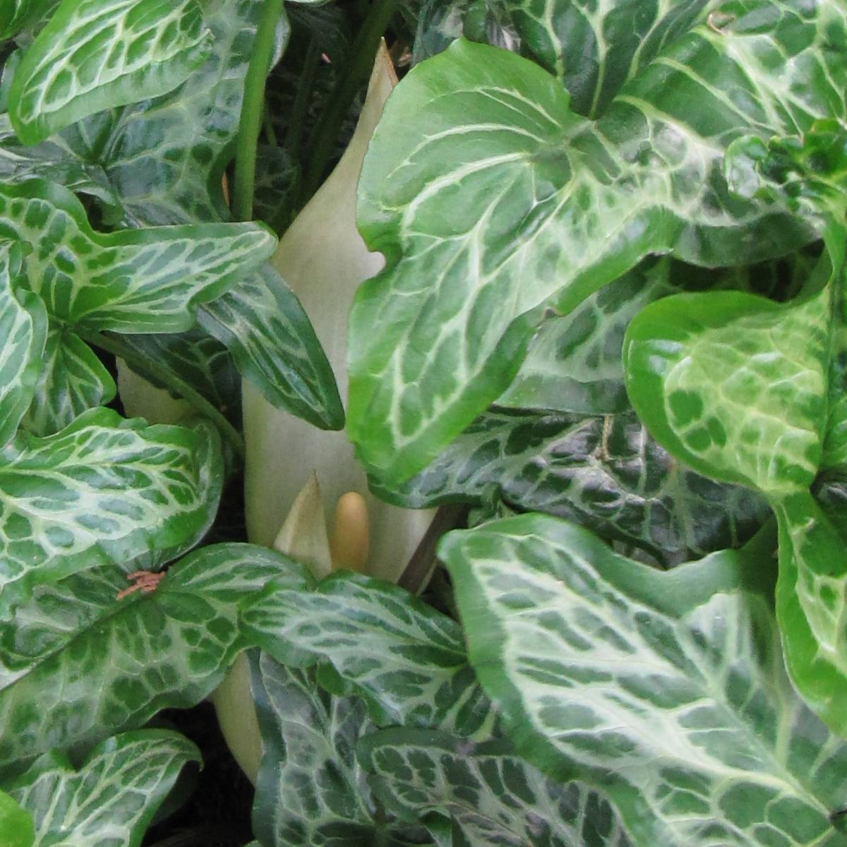 Arum italicum ssp. italicum Marmoratum - Arum d'Italie panaché. Bulbe calibre 6+ (par 3)