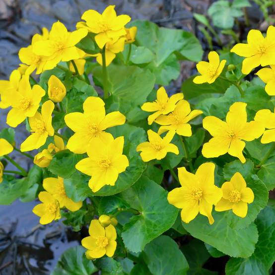 0 - Populage des Marais Bassin - Floraison Jaune - Printemps - 8 Pièces - Image 2