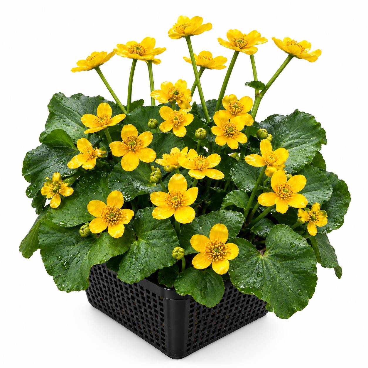 0 - Populage Caltha Palustris Plante Bassin - Set 4 Plantes avec Panier Substrat - Image 1