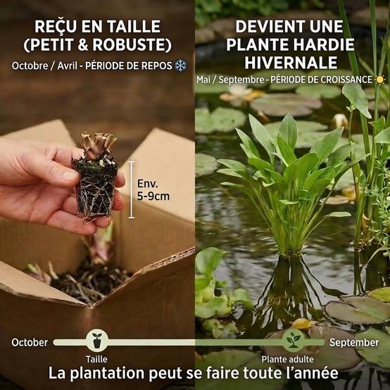 0 - Populage Caltha Palustris Plante Bassin - Set 4 Plantes avec Panier Substrat - Image 5