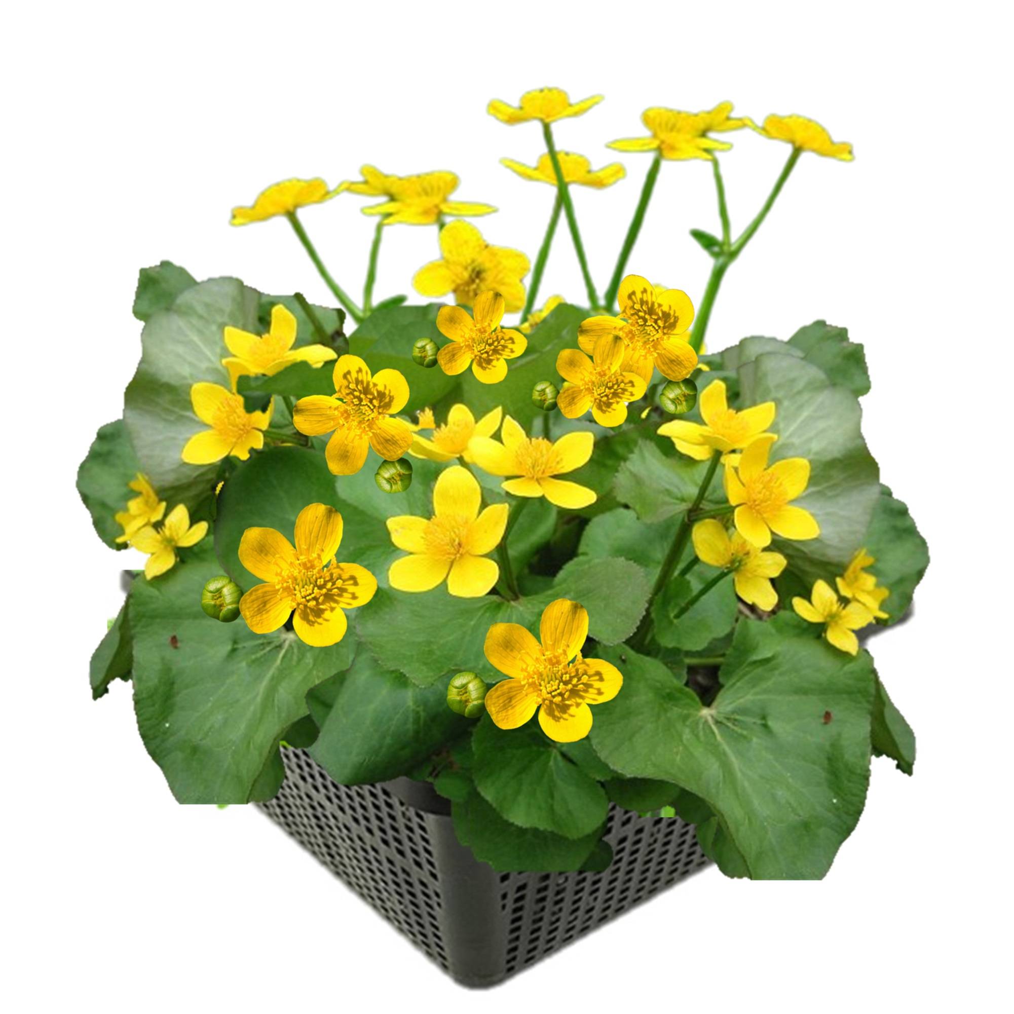 0 - Populage des Marais Bassin - Floraison Jaune - Printemps - 8 Pièces