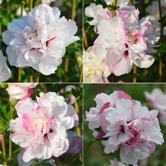 Hibiscus French Cabaret® Pastel 'Mindoub1', Althéa à fleurs Rose - feuillage Caduc - Pot de 4L - 20/40 cm- hauteur à maturité De 1,50 m à 2,00 m - Image 1