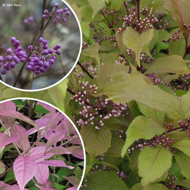 Callicarpa dichotoma Cardinal - Arbuste aux bonbons Pot de 2L/3L