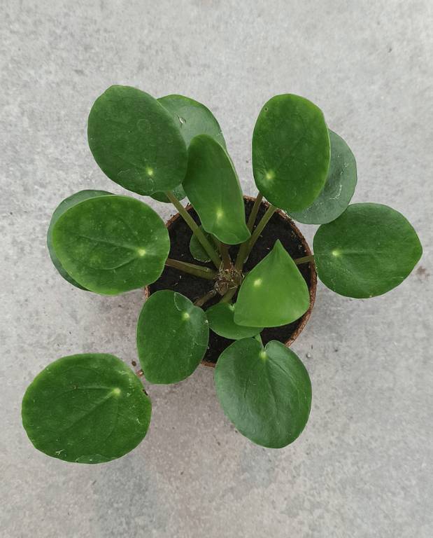 Pilea Peperomioides - Monnaie Chinoise D. 6cm H. 15cm - Plante d'intérieur - IndoorPoppies - Image 1