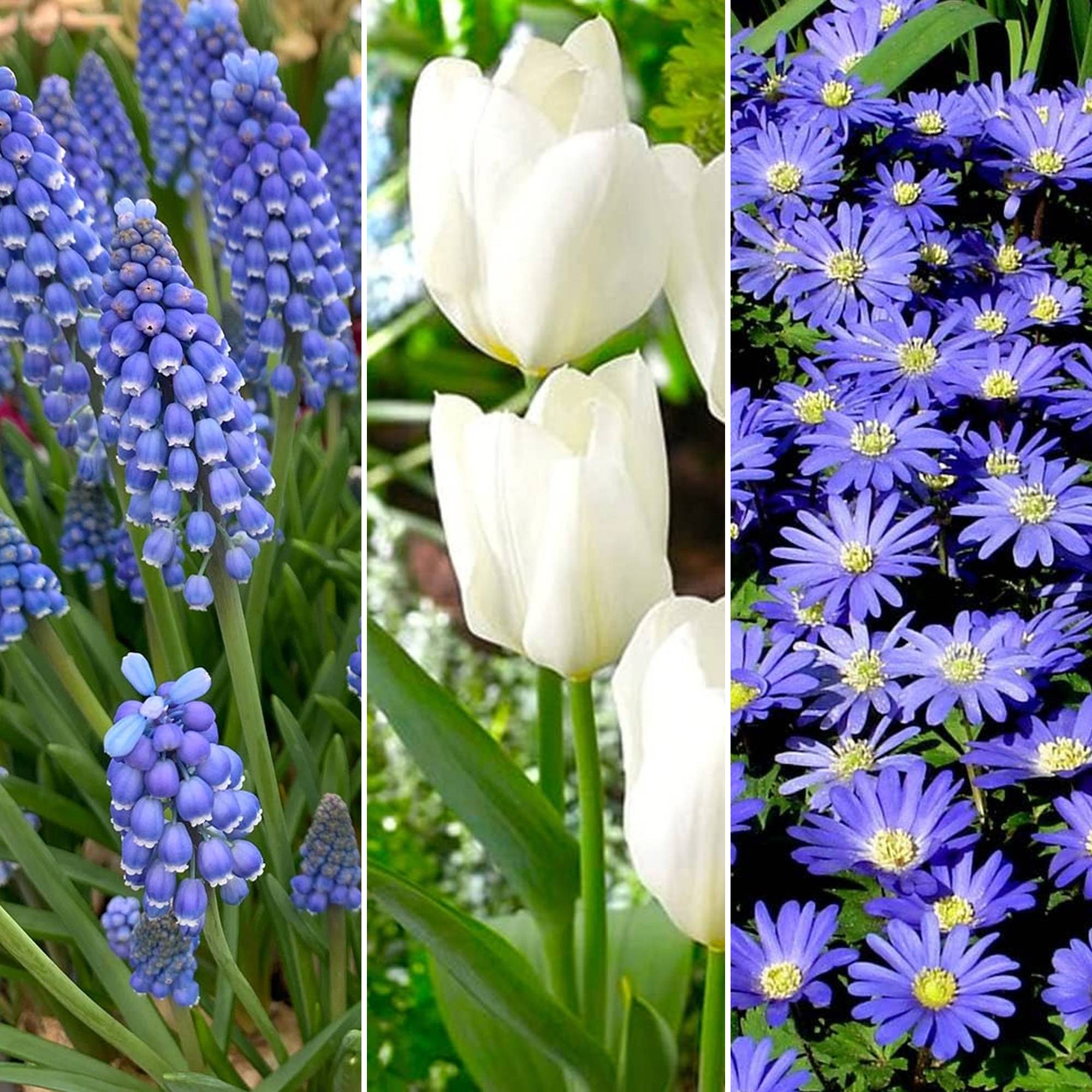 Gardenersdream - Jardin de Bulbes Bleu - Tulipe Muscari Anémone Scille Narcisse Allium Bulbes à Fleurs (125 Bulbes) - Image 3