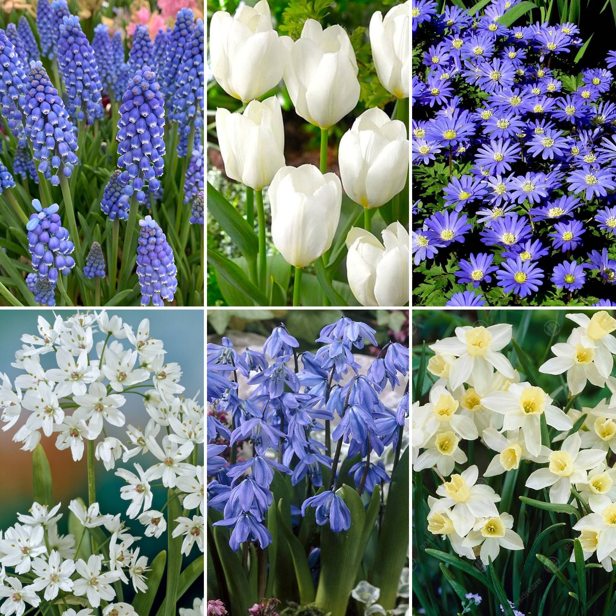 Gardenersdream - Jardin de Bulbes Bleu - Tulipe Muscari Anémone Scille Narcisse Allium Bulbes à Fleurs (125 Bulbes) - Image 2