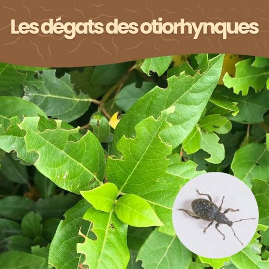 achatnature - Nématodes HB contre otiorhynques - 10 millions - 20 arbustes - Image 5
