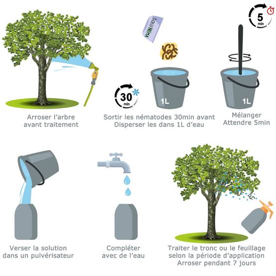 Solunéma - Tigre du Platane - Traitement à base de nématodes Steinernema Feltiae (SF) - 25 millions - Image 3