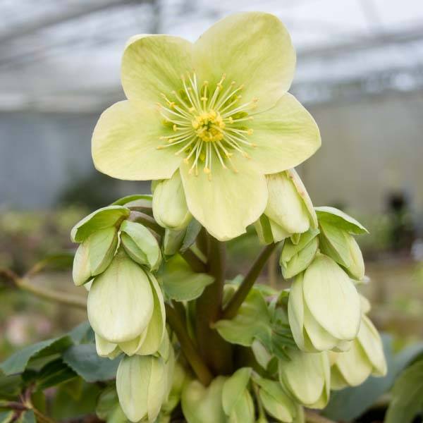 Promesse de Fleurs - Hellebore nigercors Snow Love Pot de 2L/3L