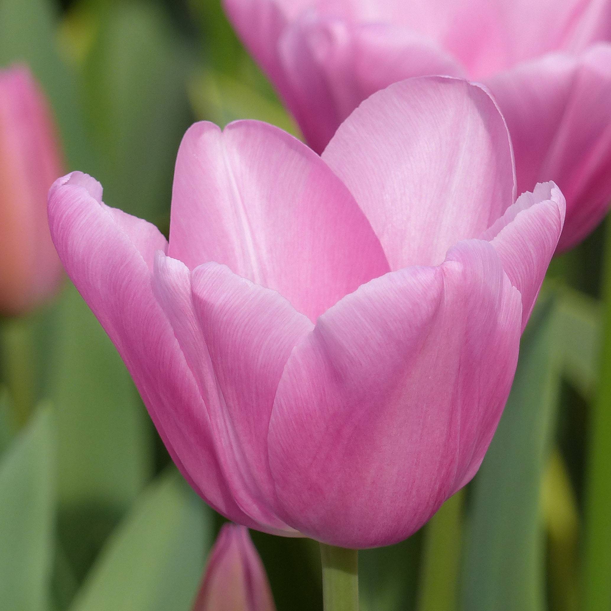 Promesse de Fleurs - Tulipe Triomphe Mistress Bulbe calibre 11/12 (par 10)