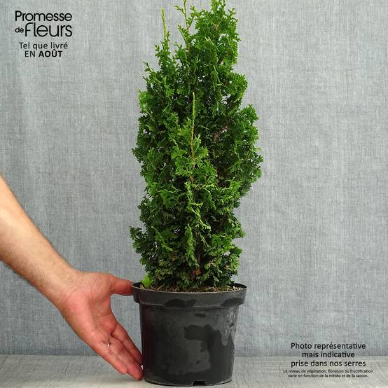 Thuya du Canada - Thuja occidentalis Zmatlik Pot de 3L/4L - Image 2
