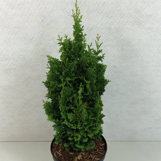 Thuya du Canada - Thuja occidentalis Zmatlik Pot de 3L/4L - Image 1