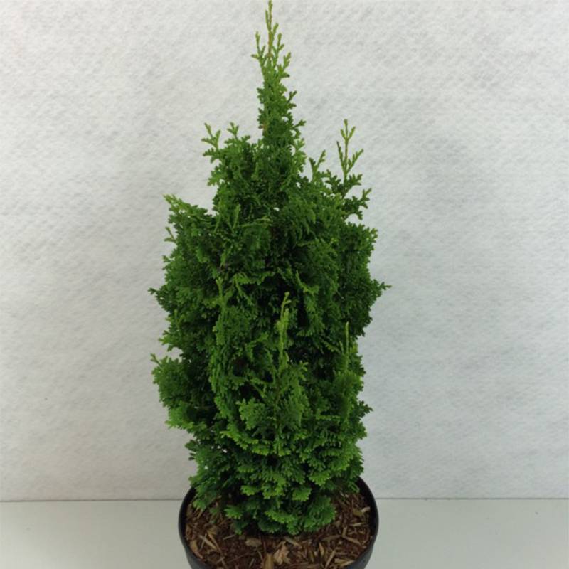 Thuya du Canada - Thuja occidentalis Zmatlik                      Pot de 3L/4L - Image 1