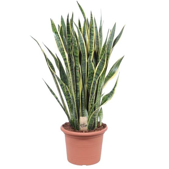 Sansevieria Laurentii - D35 H100cm