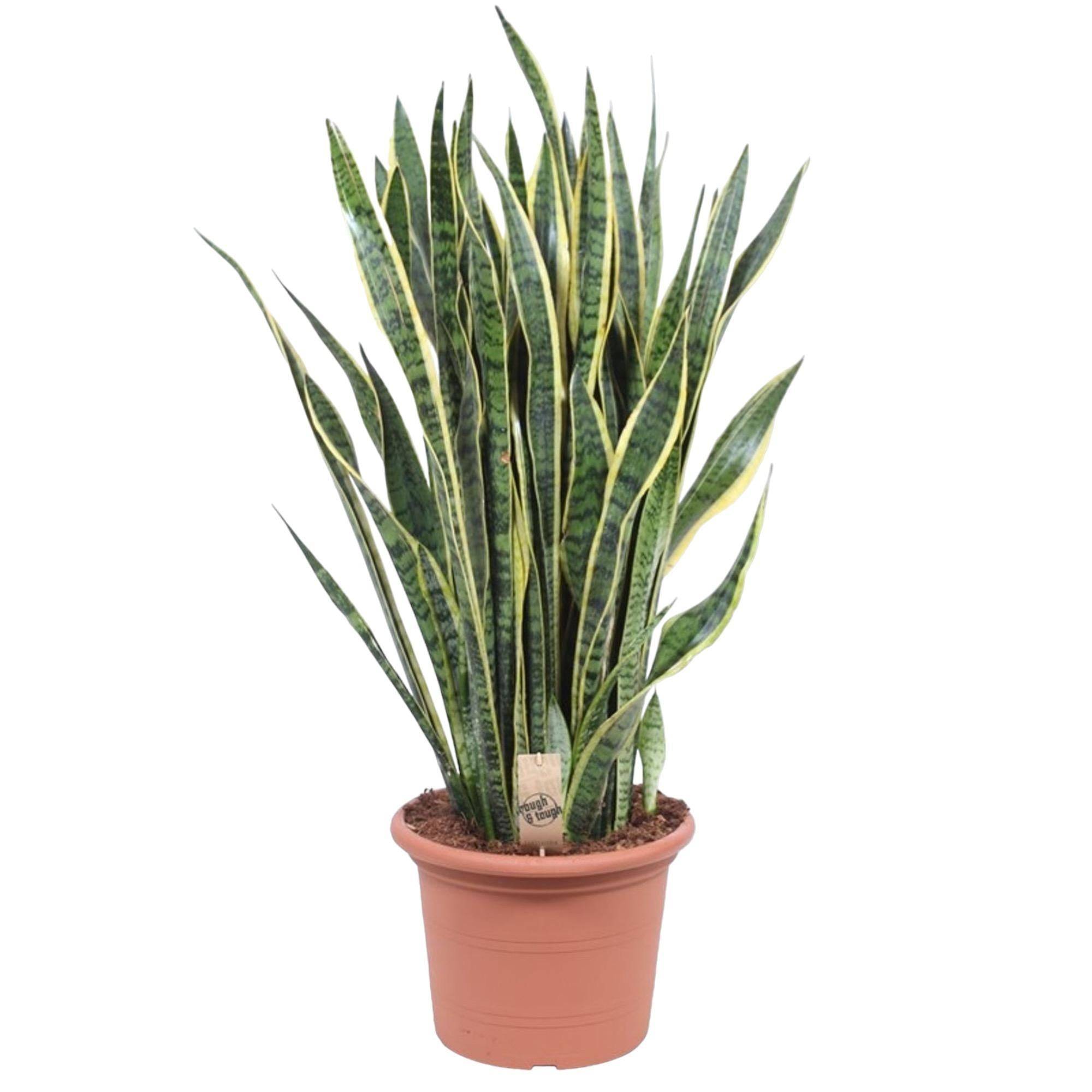 Sansevieria Laurentii - D35 H100cm