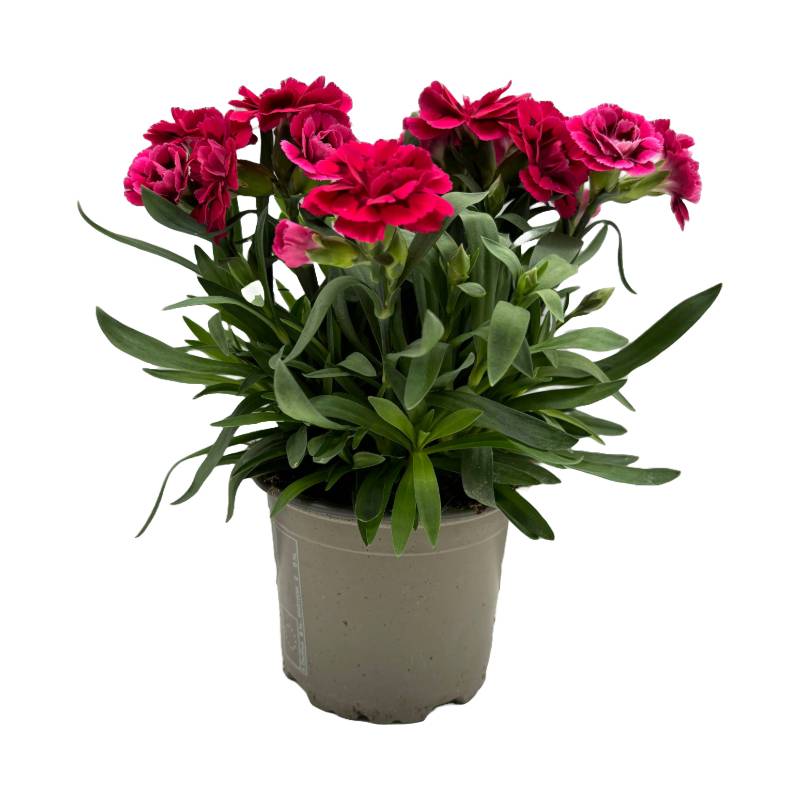 Oeillet fleuri rose pot 10.5 cm